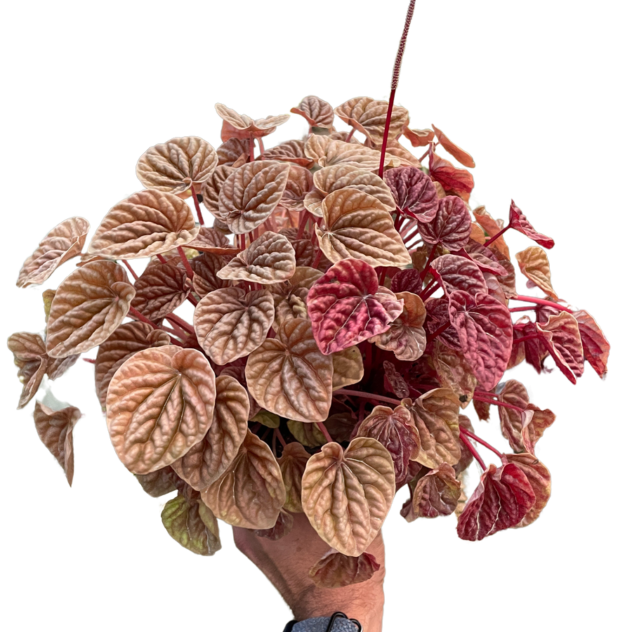 Hand holding a potted plant with variegated leaves on a white background