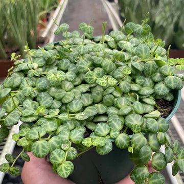 Hand holding a small potted plant in a greenhouse setting by House of Agave.