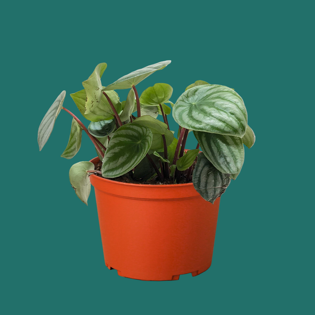 Potted plant with green leaves in an orange pot on a white background