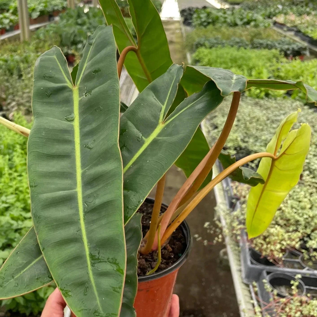 Person holding a potted plant in a greenhouse setting