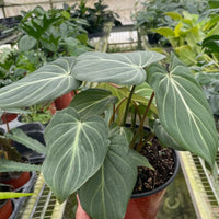 Person holding a potted plant in a greenhouse setting