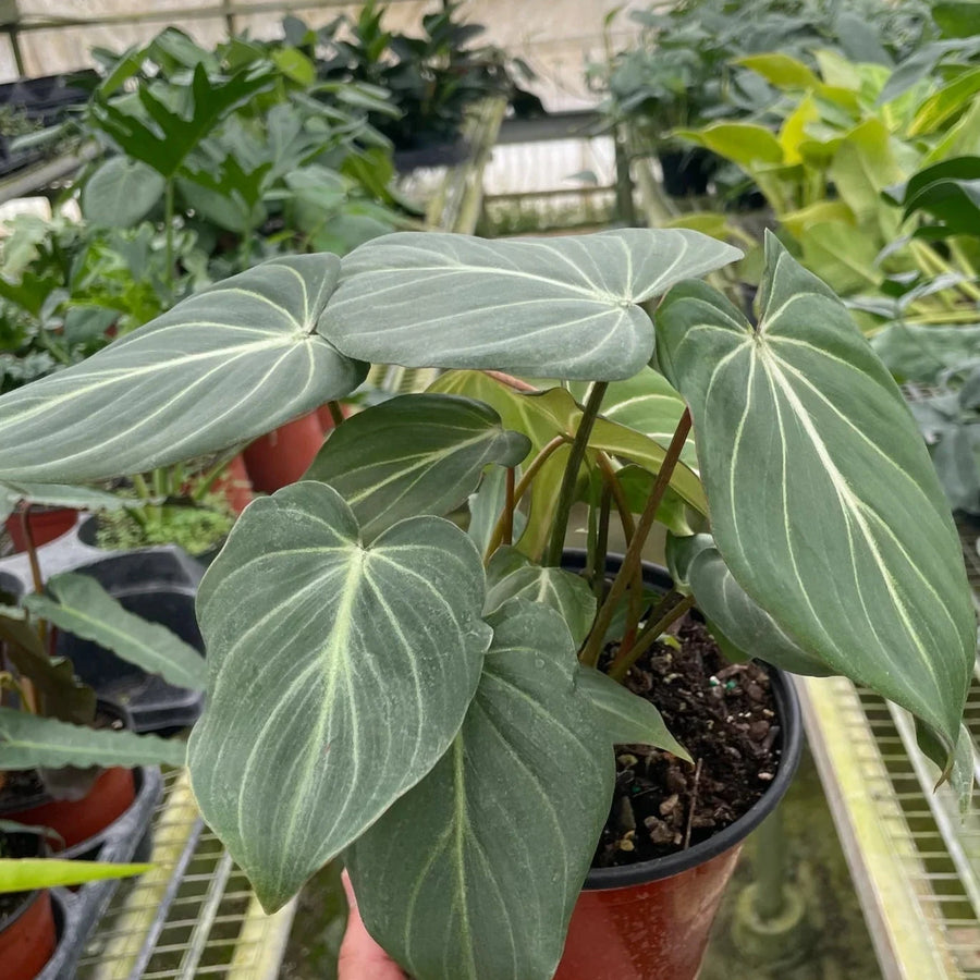 Person holding a potted plant in a greenhouse setting