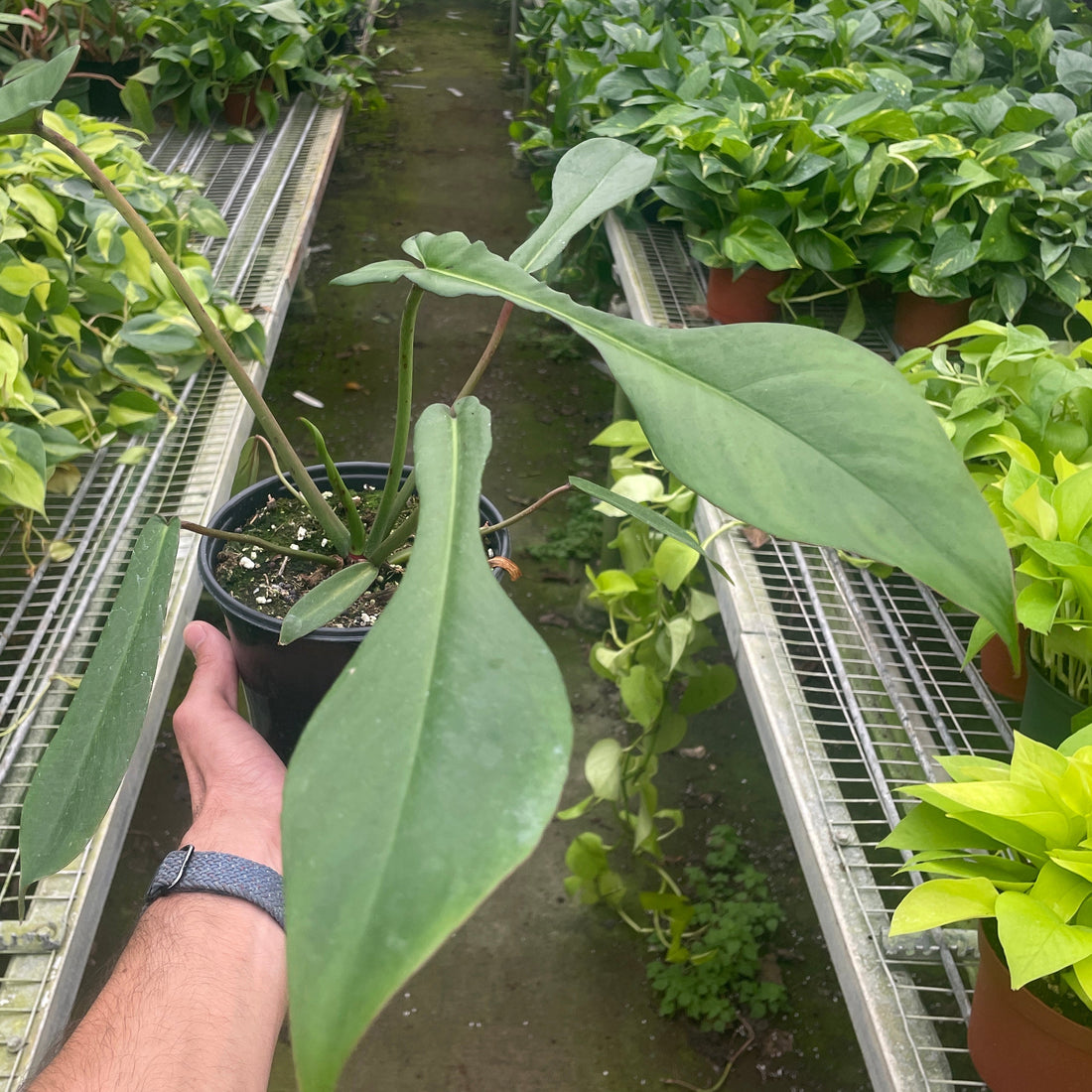 Hand holding a potted plant in a greenhouse with rows of plants at House of Agave.