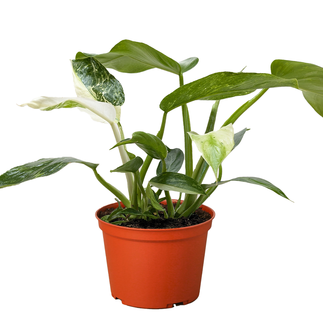 Potted plant with green leaves in an orange pot on a white background