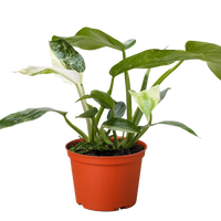 Potted plant with green leaves in an orange pot on a white background