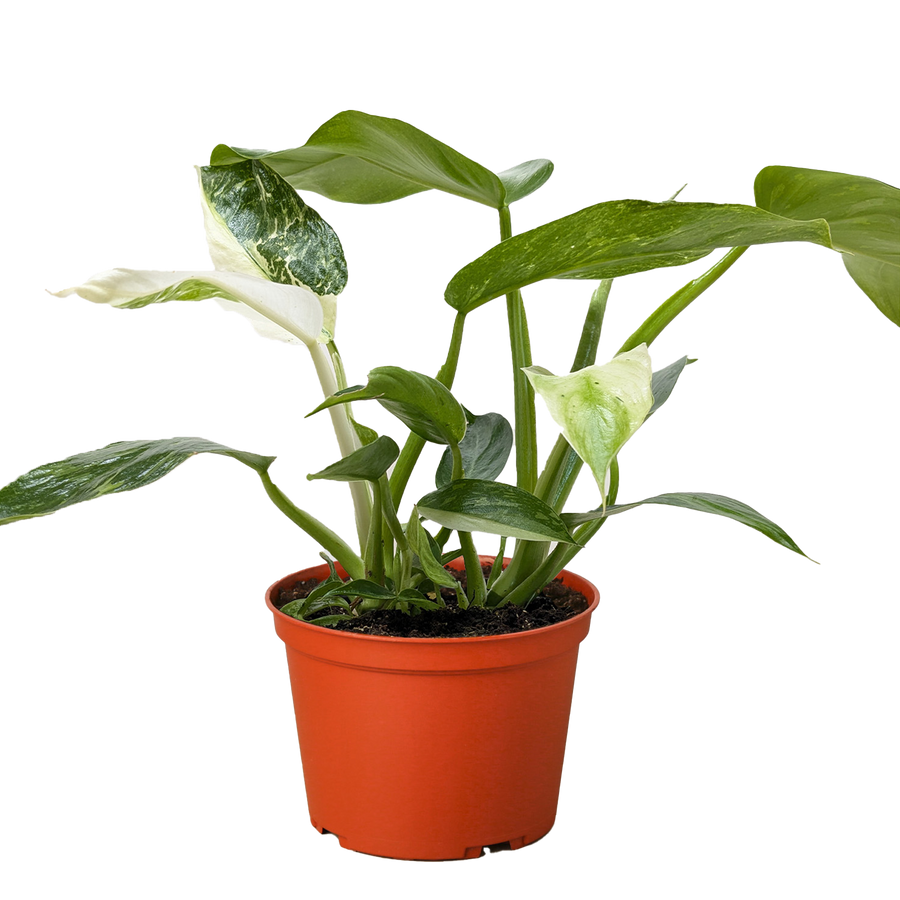 Potted plant with green leaves in an orange pot on a white background