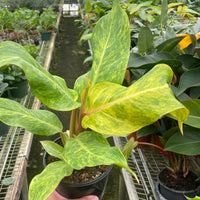 Person holding a potted plant in a greenhouse setting
