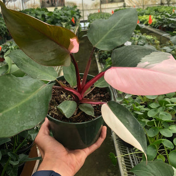 Person holding a potted plant in a greenhouse setting