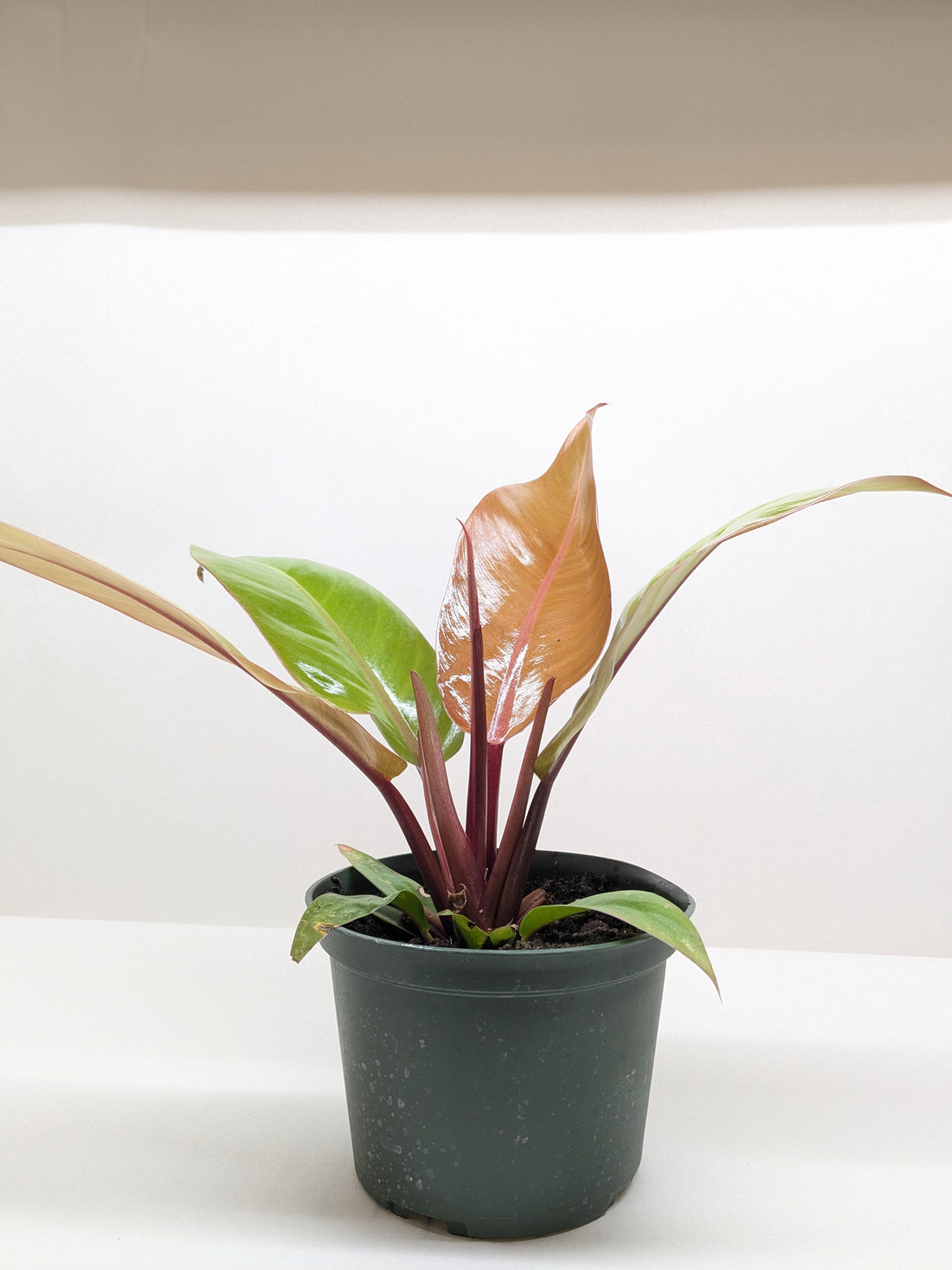 Philodendron erubescens &