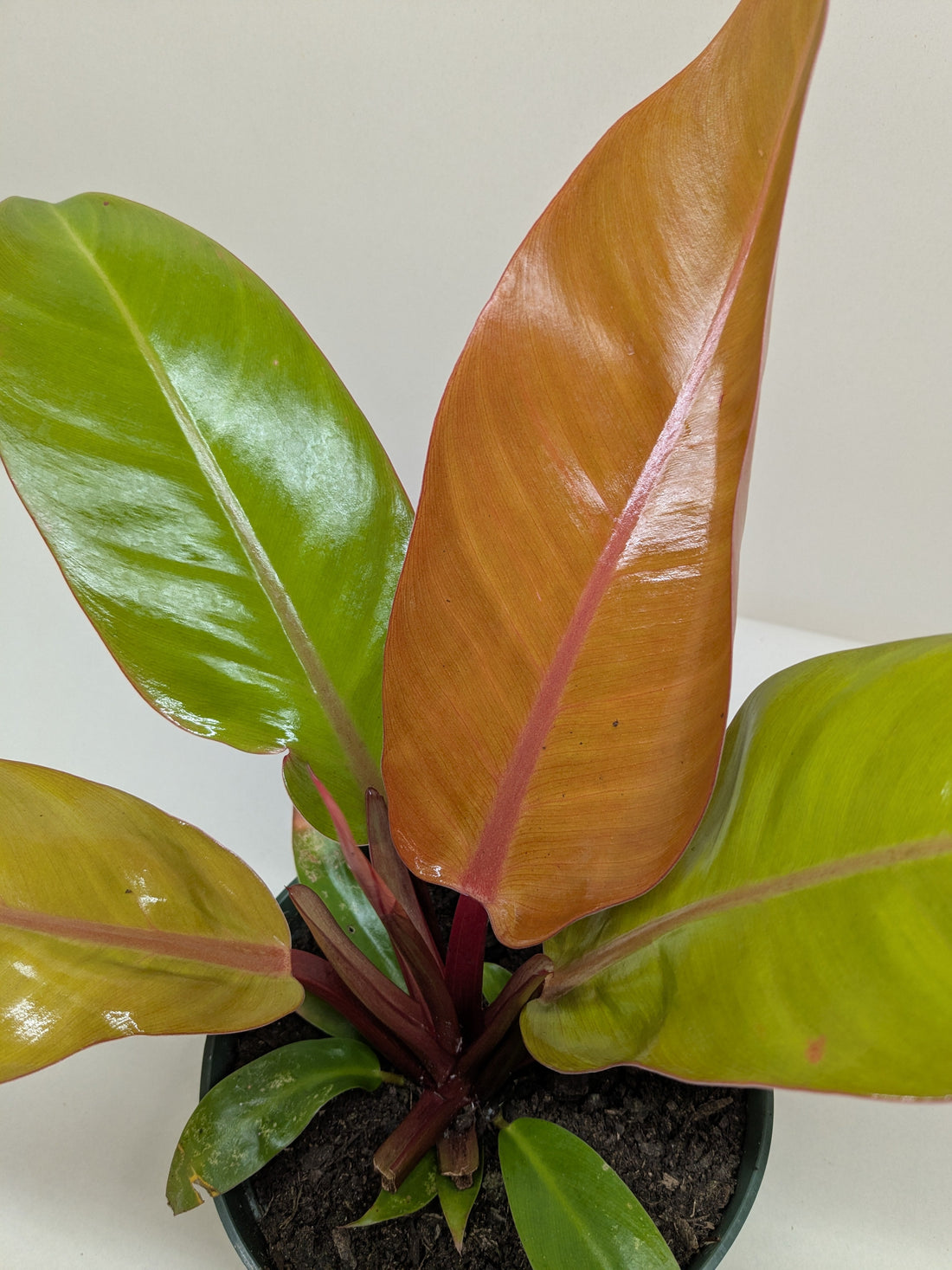 Philodendron erubescens &