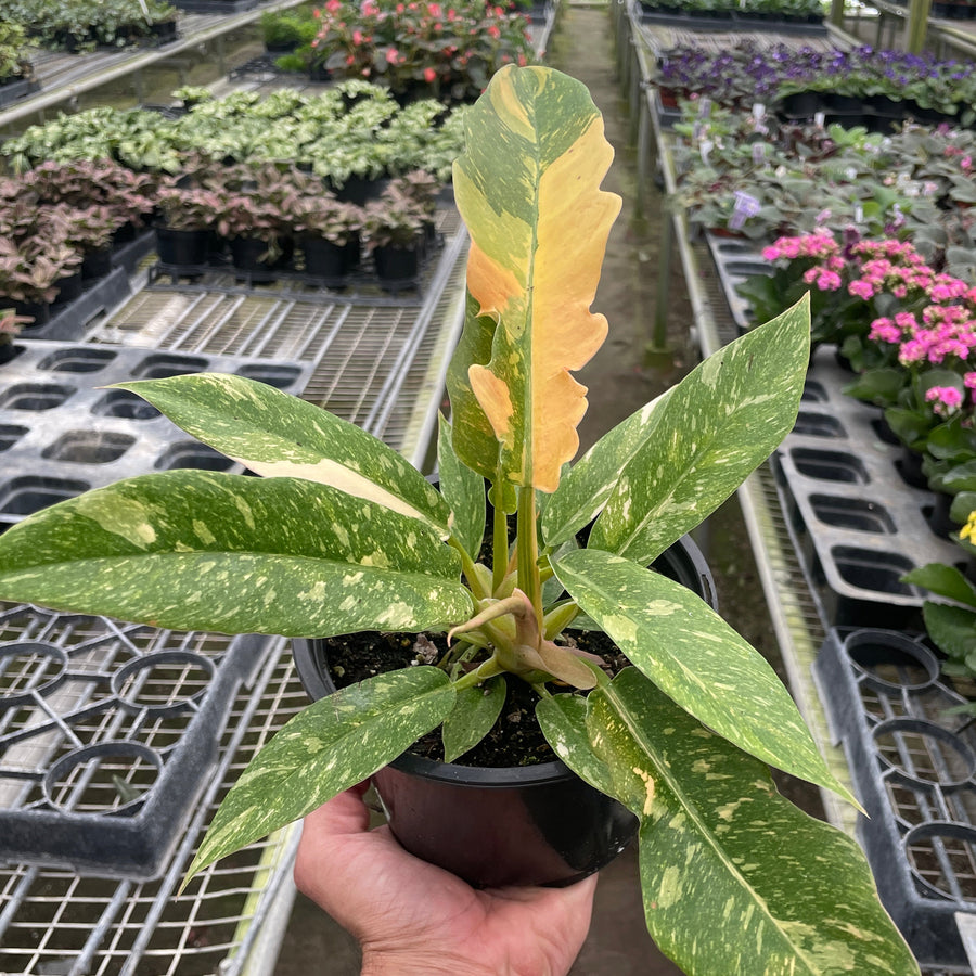 Hand holding a potted plant with a greenhouse filled with various plants in the background at House of Agave.