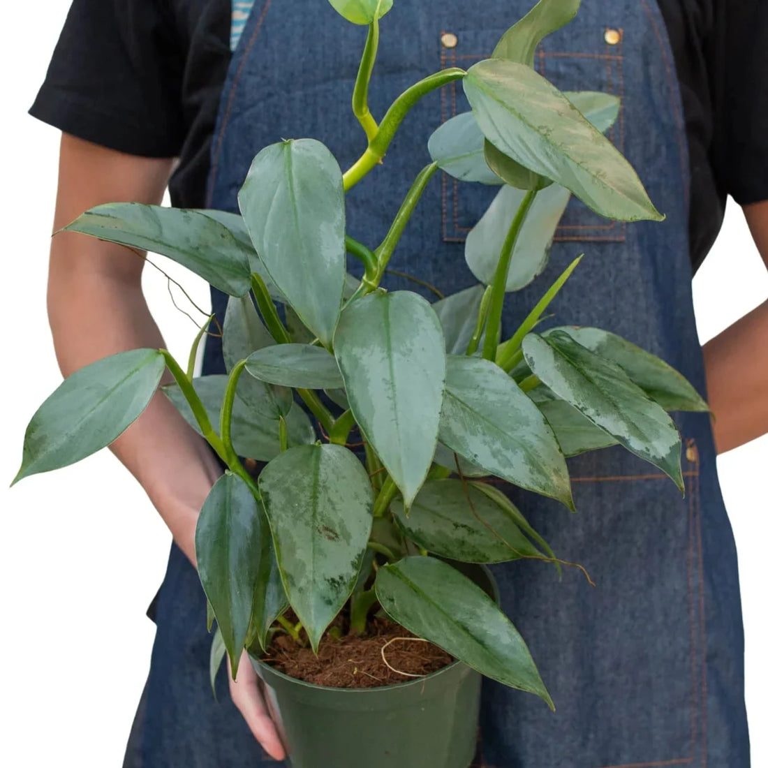 Person wearing a denim apron holding a potted plant on a white background from House of Agave.