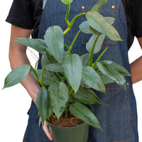 Person wearing a denim apron holding a potted plant on a white background from House of Agave.