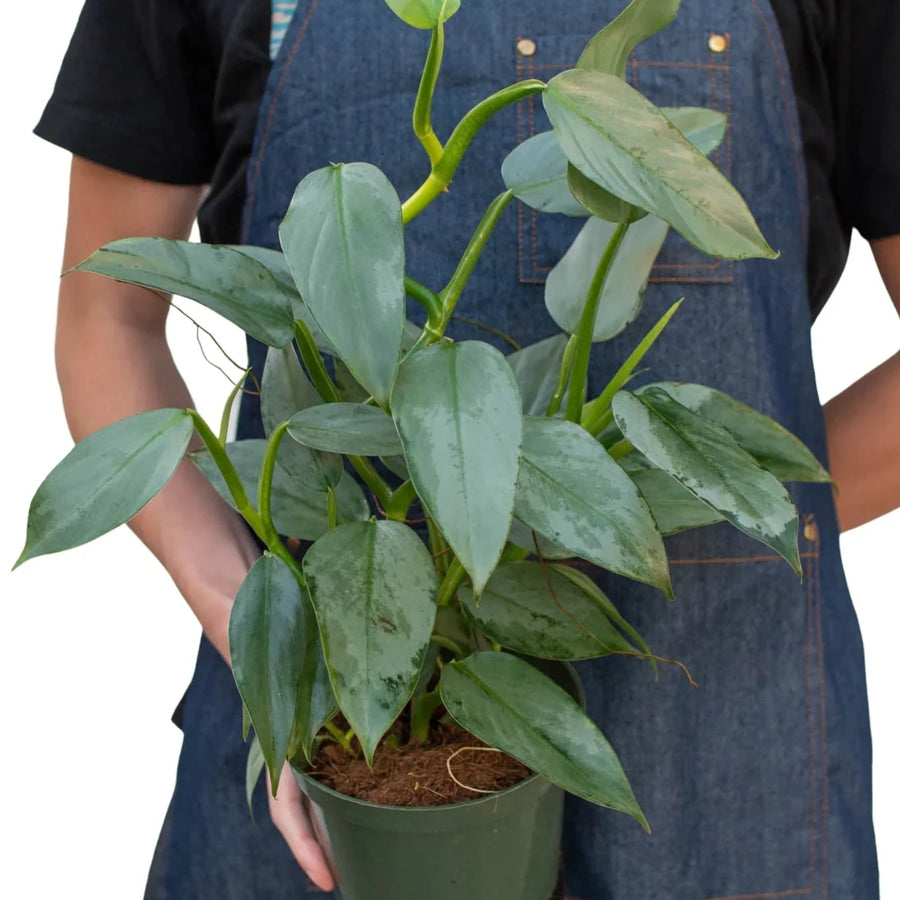 Person wearing a denim apron holding a potted plant on a white background from House of Agave.