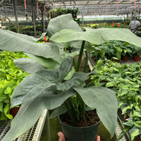 Hand holding a potted plant in a greenhouse setting with other plants in the background from House of Agave.