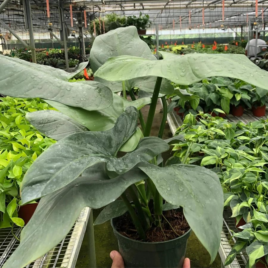 Hand holding a potted plant in a greenhouse setting with other plants in the background from House of Agave.