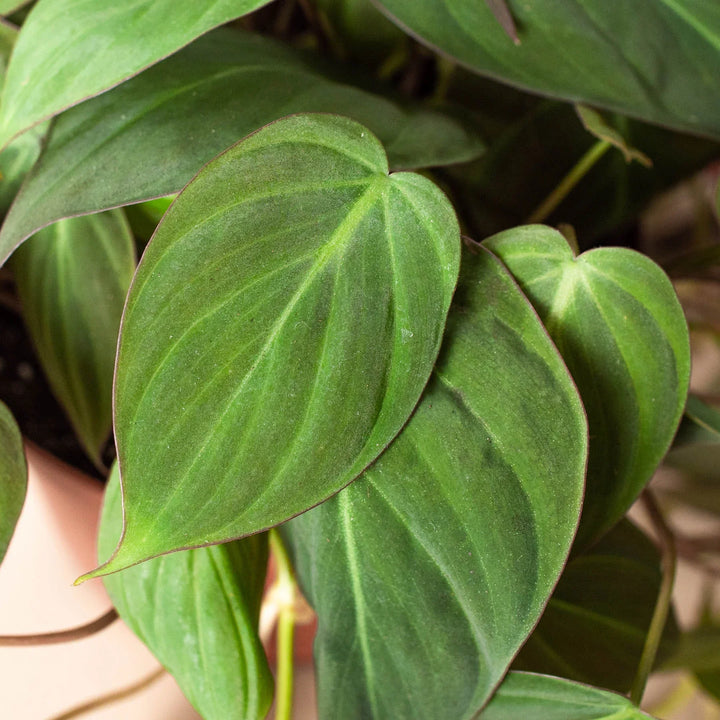 Close-up of green heart-shaped leaves with a blurred background by House of Agave.