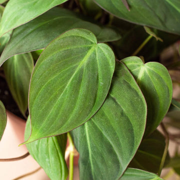 Close-up of green heart-shaped leaves with a blurred background by House of Agave.