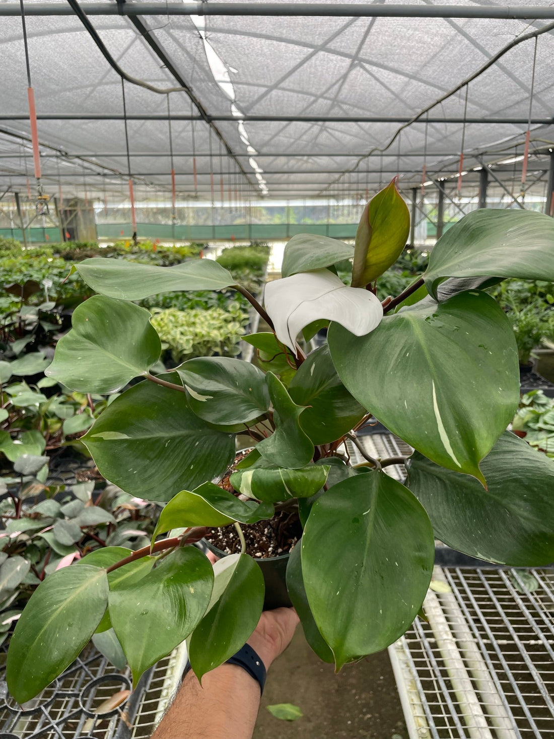 Person holding a potted plant in a greenhouse setting