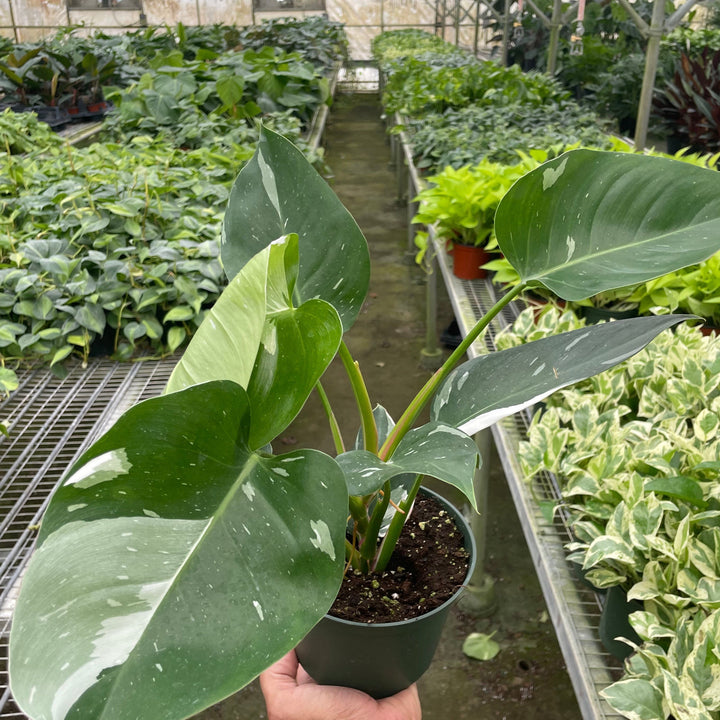 Person holding a potted plant in a greenhouse filled with various plants.