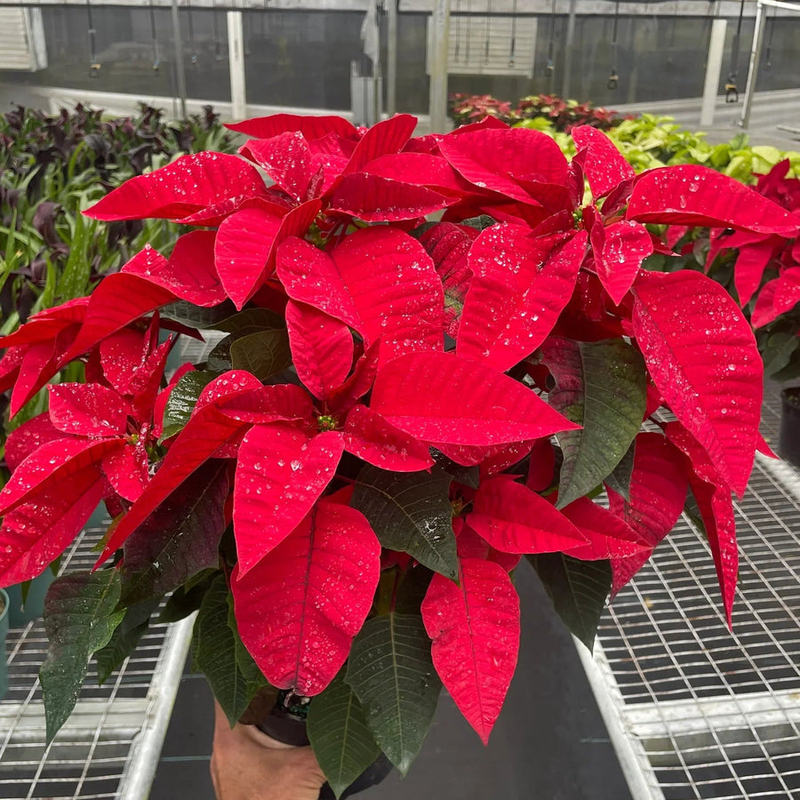 Red poinsettia plant held by a person in a greenhouse setting at House of Agave.