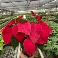 Red poinsettia plant held by a hand in a greenhouse setting at House of Agave.