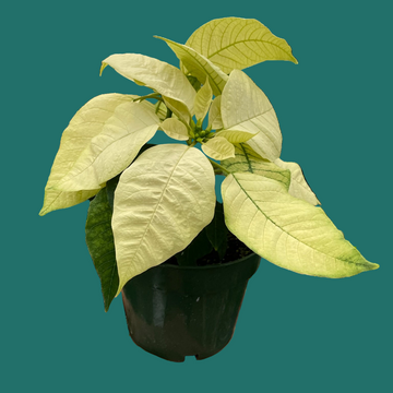 Potted plant with light green leaves held by a hand on a green background by House of Agave.