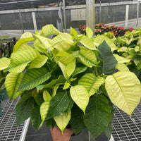 Potted plant held by a person in a greenhouse setting at House of Agave.
