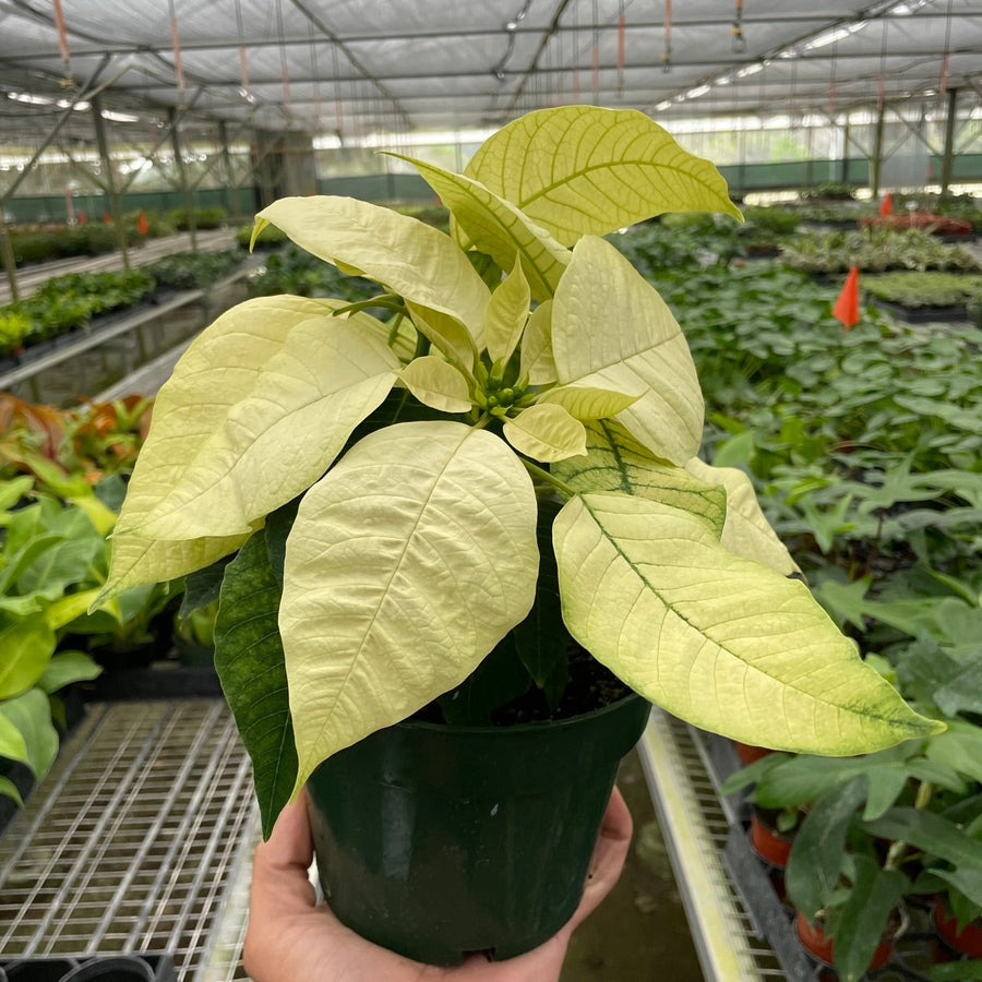 Potted plant held in a greenhouse setting