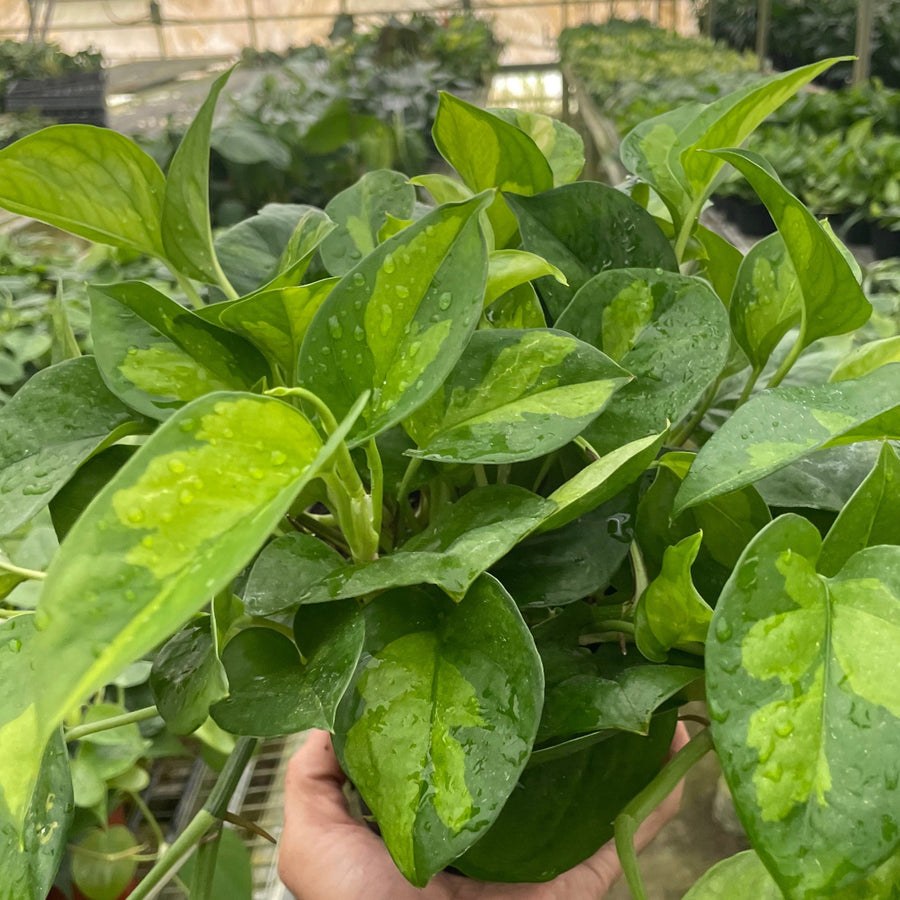 Hand holding a leafy green plant in a greenhouse setting