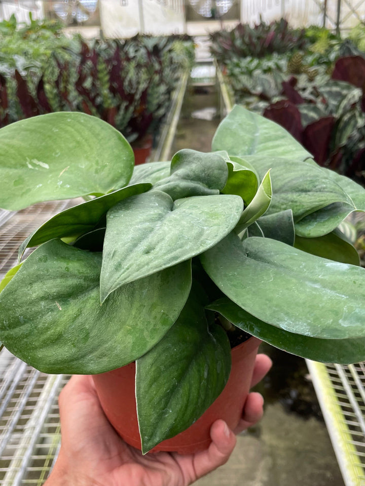 Hand holding a potted plant in a greenhouse setting