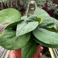 Hand holding a potted plant in a greenhouse setting