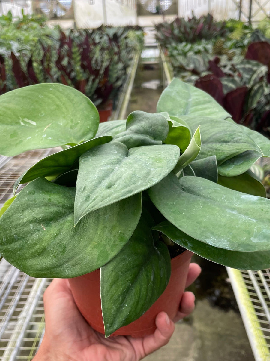 Hand holding a potted plant in a greenhouse setting