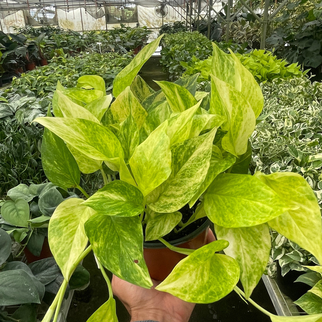 Hand holding a potted plant with green and yellow leaves in a greenhouse setting.