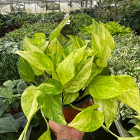 Hand holding a potted plant with green and yellow leaves in a greenhouse setting.