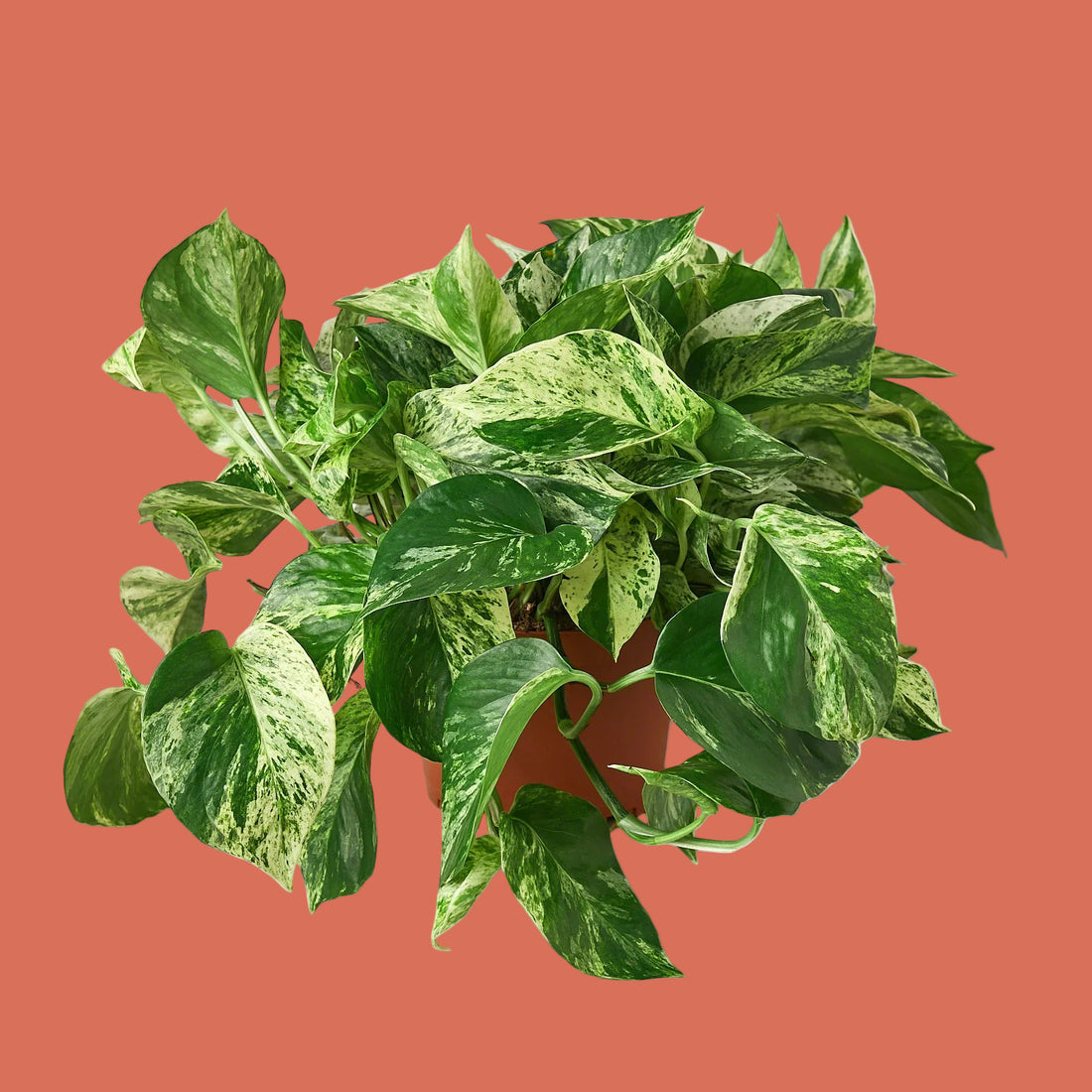 Potted plant with green leaves on a terracotta background by House of Agave.