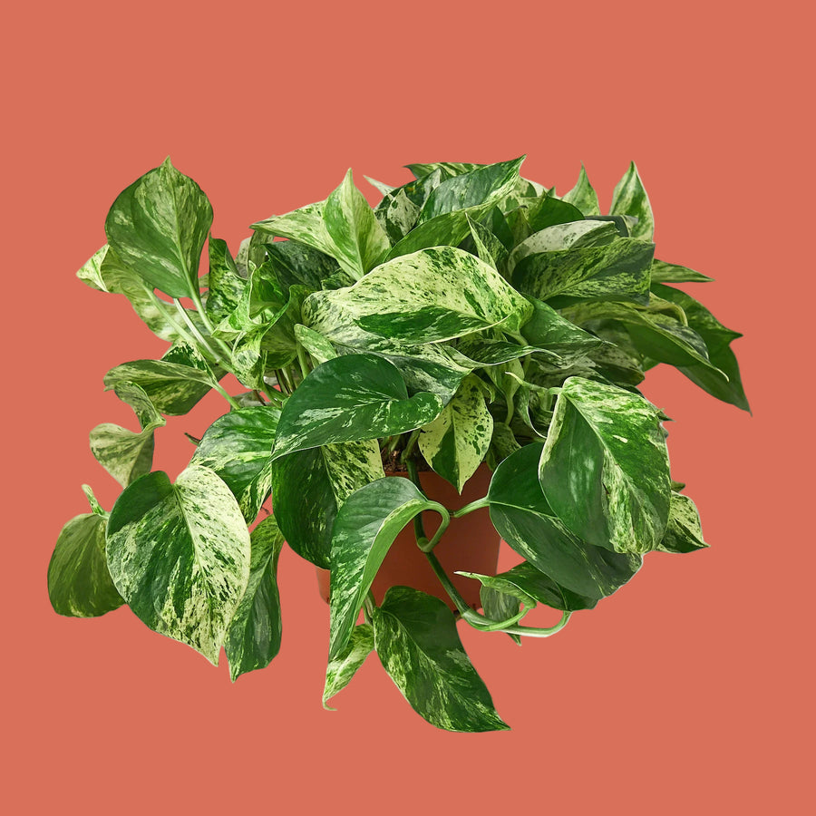 Potted plant with green leaves on a terracotta background by House of Agave.