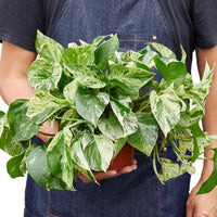 Person wearing a denim apron holding a potted plant with green leaves from House of Agave.