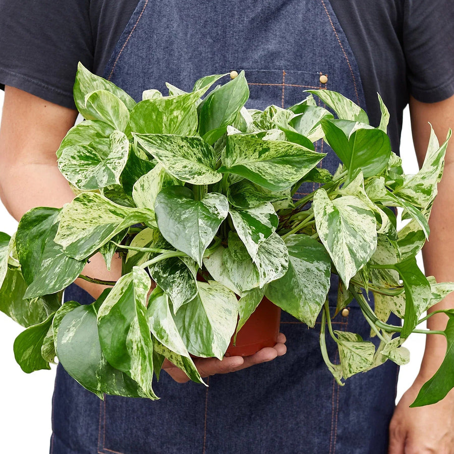 Person wearing a denim apron holding a potted plant with green leaves from House of Agave.