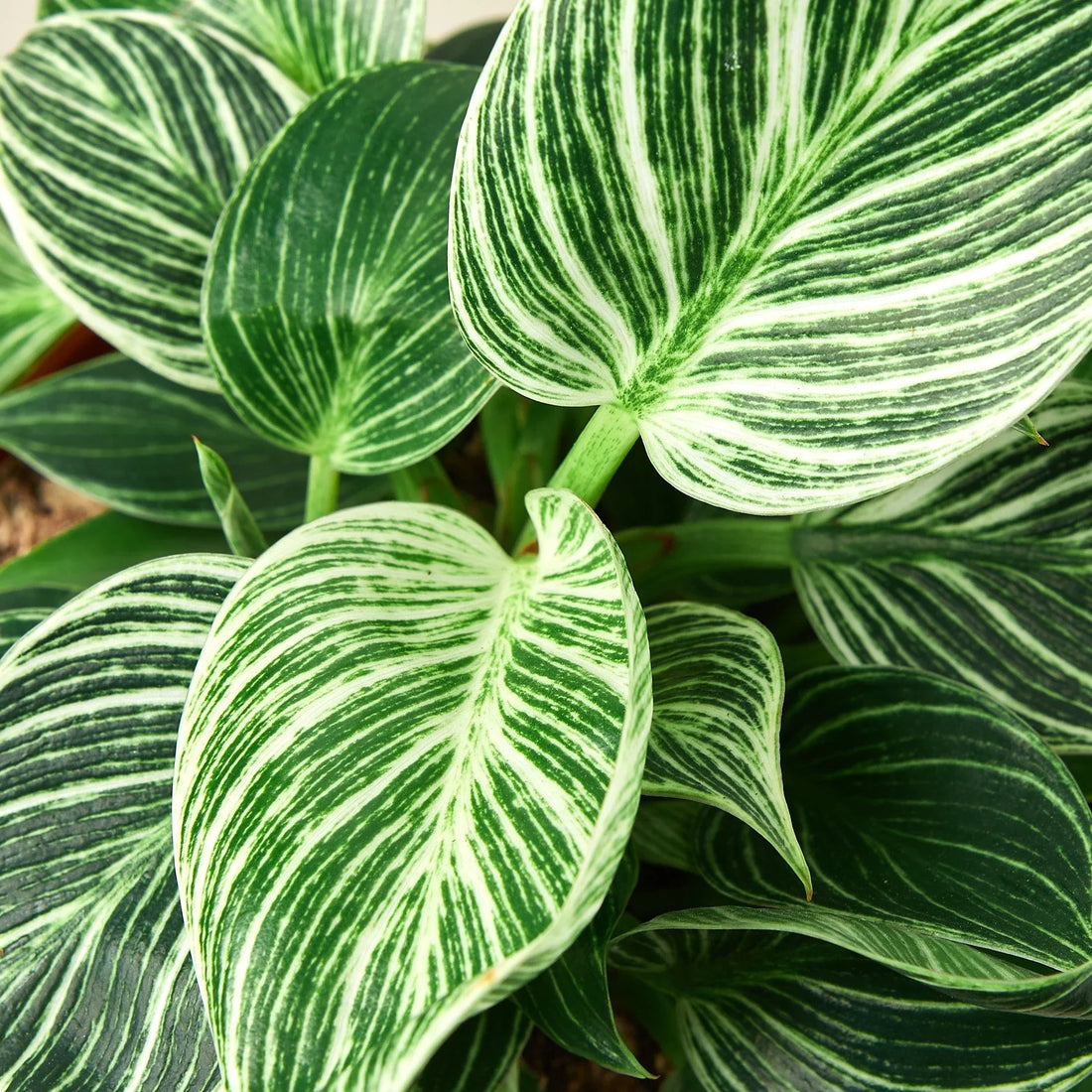 Close-up of a plant with green and white striped leaves.