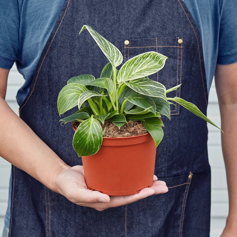 Person holding a potted plant wearing a denim apron