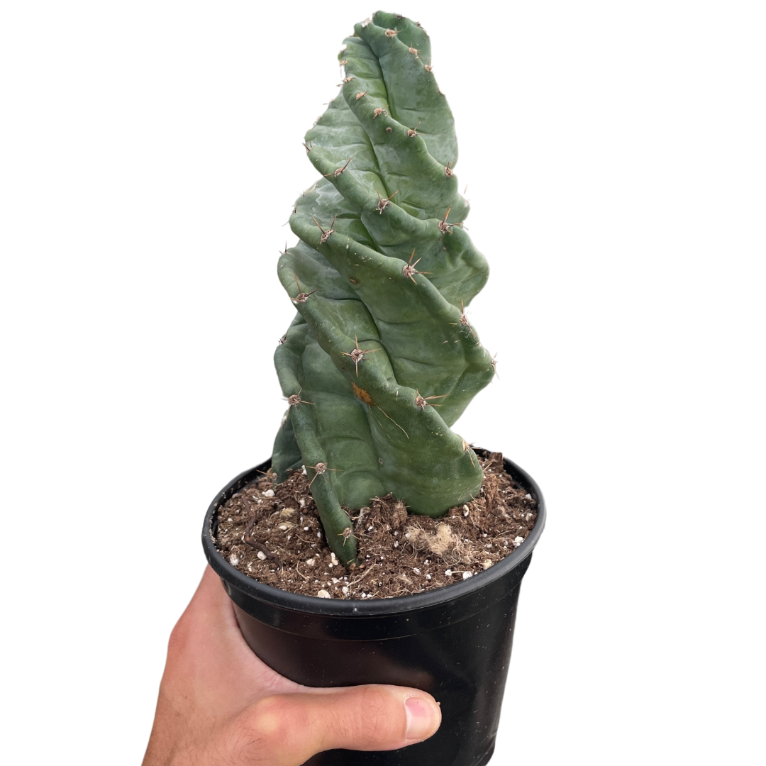 Person holding a potted cactus plant against a white background