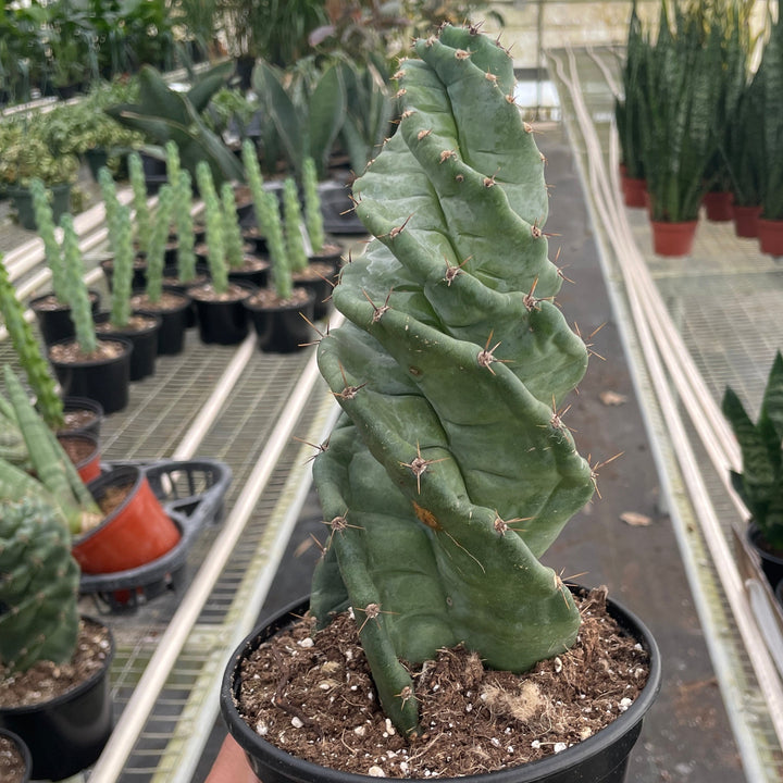 Person holding a potted cactus in a greenhouse with other plants in the background at House of Agave.