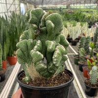 Person holding a potted cactus in a greenhouse setting