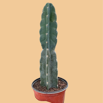 Potted cactus plant on a beige background from House of Agave