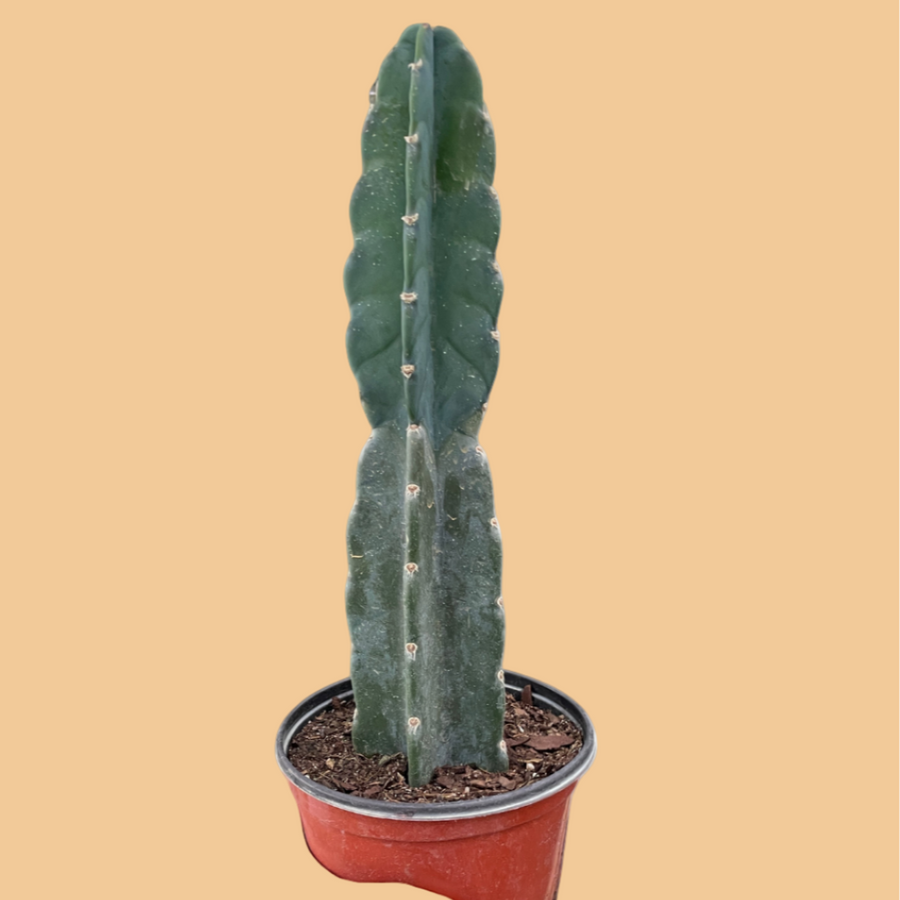 Potted cactus plant on a beige background from House of Agave