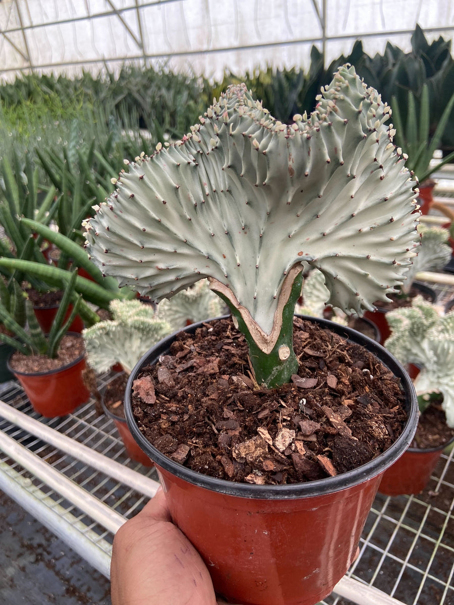 Euphorbia lactea 'Ghost'