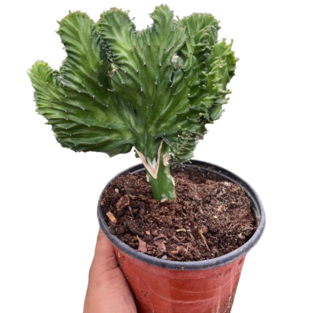 Euphorbia lactea &