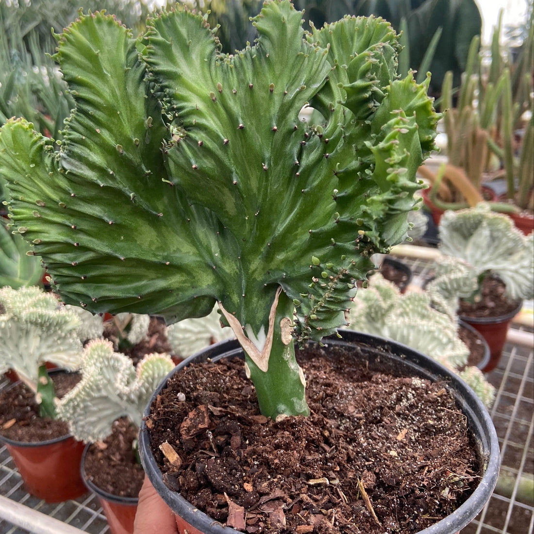 Potted cactus plant held by a hand in a greenhouse setting from House of Agave.