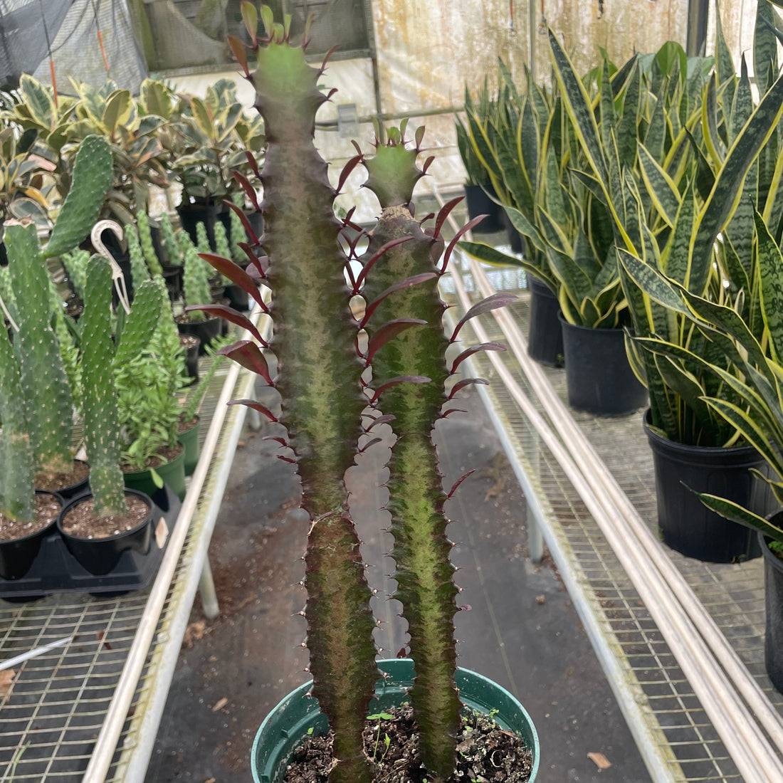 Potted cactus held by a hand in a greenhouse setting with other plants.